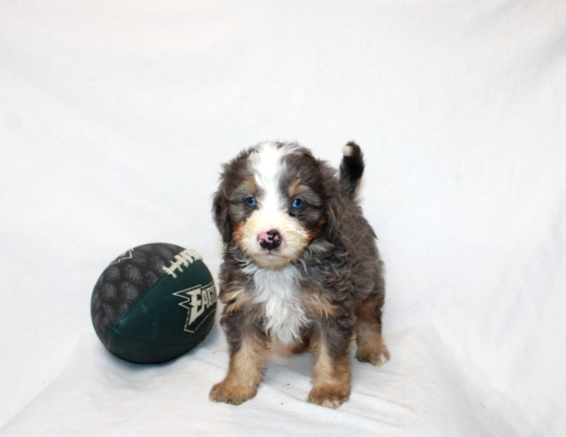 puppy, for, sale, Mini Bernedoodle F2, Matthew B. Stoltzfus, dog, breeder, Gap, PA, dog-breeder, puppy-for-sale, forsale, nearby, find, puppyfind, locator, puppylocator, aca